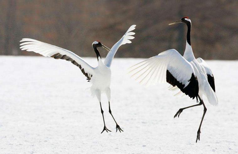 物种是怎么灭绝的