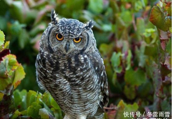 小球什么意思啊