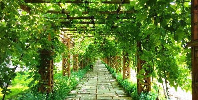 张裕葡萄酒国际