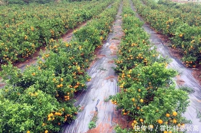 做以下工作汇报