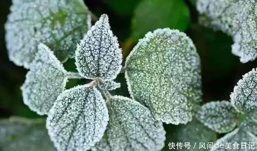 山东结冰的温度