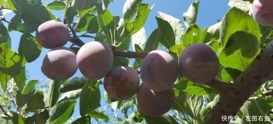 现代农业发展重点是发展