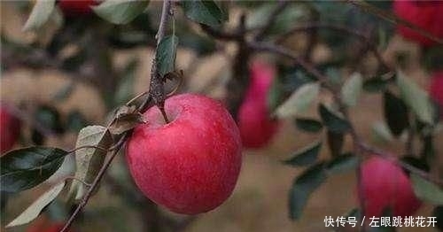 现代农业发展重点是发展