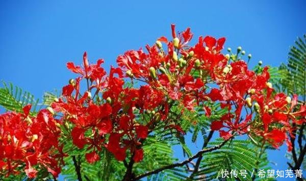 愿新年胜旧年解析