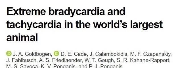 世界上最高的乳动物