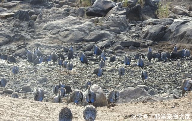 科学家怎么交流